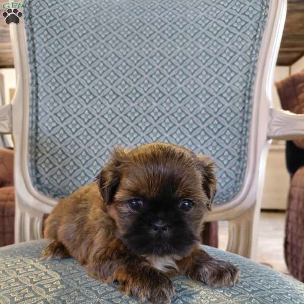 Timber, Shih Tzu Puppy
