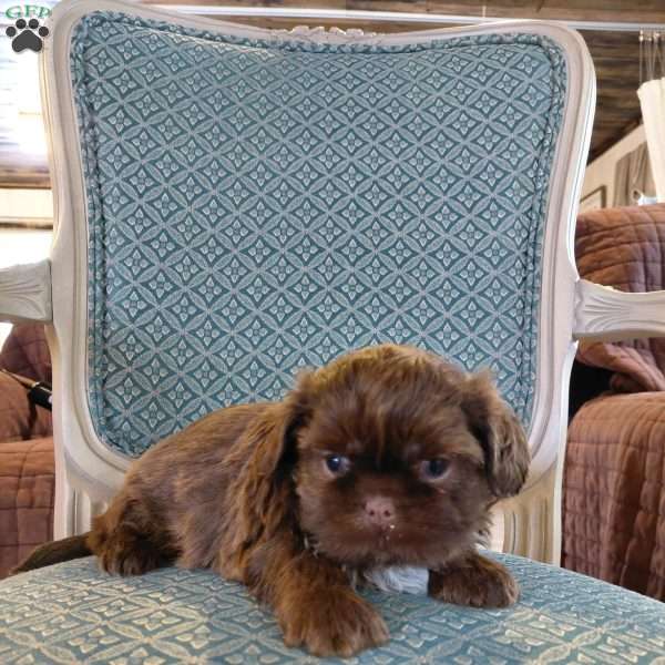 Fudge, Shih Tzu Puppy