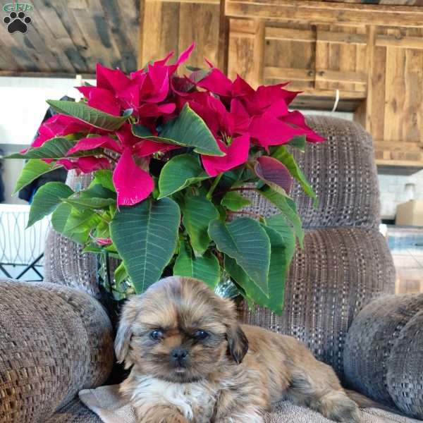 Shiloh, Shih Tzu Puppy