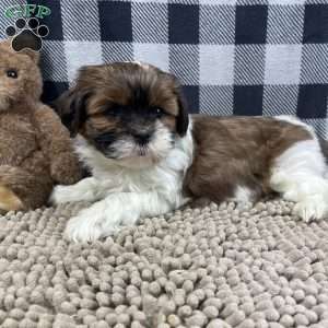 Mike, Shih Tzu Puppy