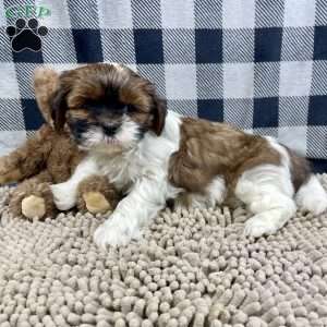 Mike, Shih Tzu Puppy