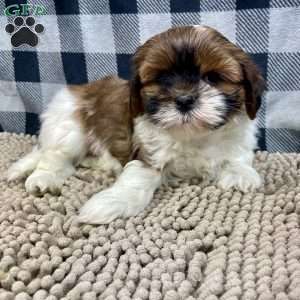 Mike, Shih Tzu Puppy