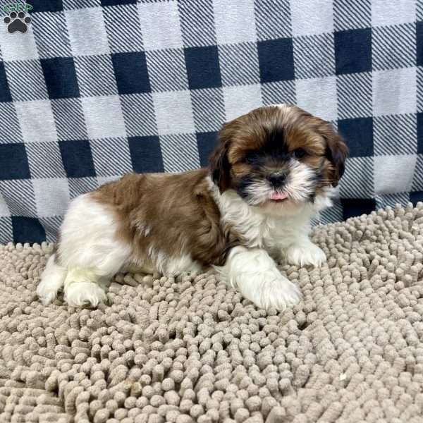Mike, Shih Tzu Puppy