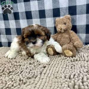 Mike, Shih Tzu Puppy