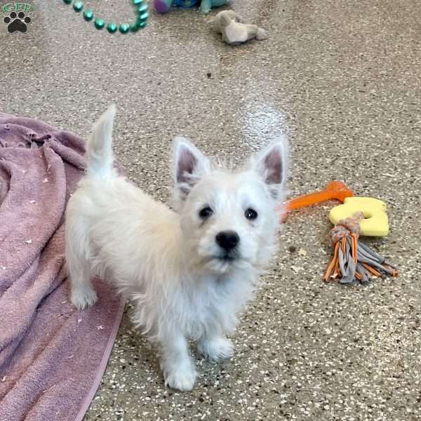 Lexi, West Highland Terrier Puppy