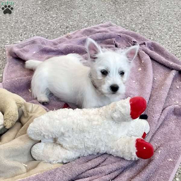 Leah, West Highland Terrier Puppy
