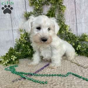 Irwing, Miniature Schnauzer Puppy