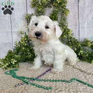 Irwing, Miniature Schnauzer Puppy