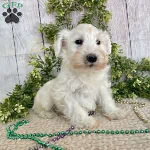Irwing, Miniature Schnauzer Puppy