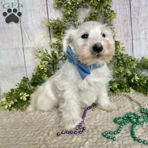 Irwing, Miniature Schnauzer Puppy