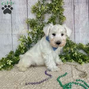 Irwing, Miniature Schnauzer Puppy