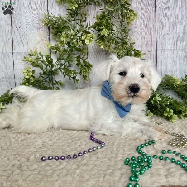 Irwing, Miniature Schnauzer Puppy