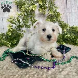 Issy, Miniature Schnauzer Puppy