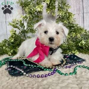 Issy, Miniature Schnauzer Puppy