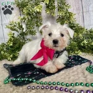 Issy, Miniature Schnauzer Puppy