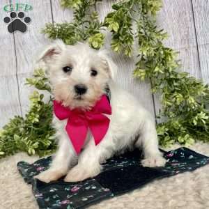 Issy, Miniature Schnauzer Puppy