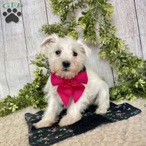 Issy, Miniature Schnauzer Puppy