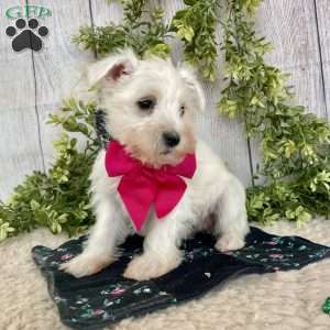 Issy, Miniature Schnauzer Puppy