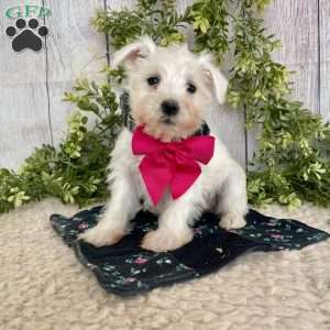 Issy, Miniature Schnauzer Puppy