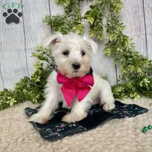 Issy, Miniature Schnauzer Puppy