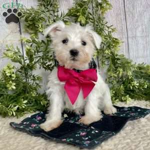 Issy, Miniature Schnauzer Puppy