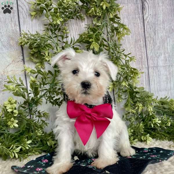 Issy, Miniature Schnauzer Puppy