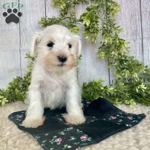Indy, Miniature Schnauzer Puppy