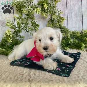 Indy, Miniature Schnauzer Puppy
