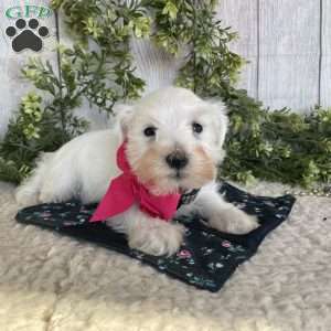 Indy, Miniature Schnauzer Puppy