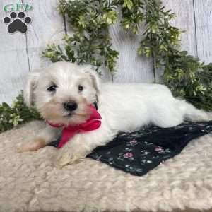 Indy, Miniature Schnauzer Puppy