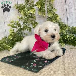 Indy, Miniature Schnauzer Puppy