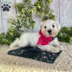 Indy, Miniature Schnauzer Puppy