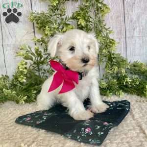 Indy, Miniature Schnauzer Puppy