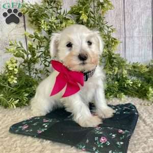 Indy, Miniature Schnauzer Puppy