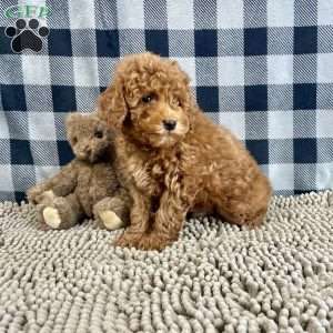 Nick, Miniature Poodle Puppy
