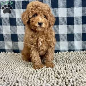 Nick, Miniature Poodle Puppy