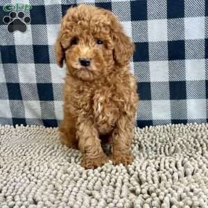 Nick, Miniature Poodle Puppy
