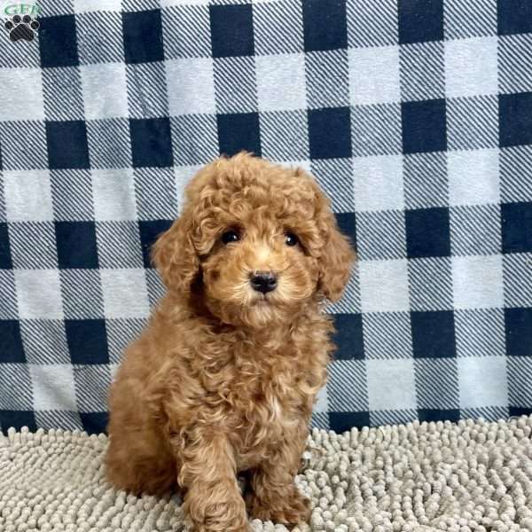 Nick, Miniature Poodle Puppy