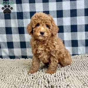 Nick, Miniature Poodle Puppy