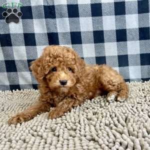 Nick, Miniature Poodle Puppy