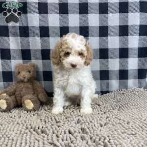 Nate, Miniature Poodle Puppy