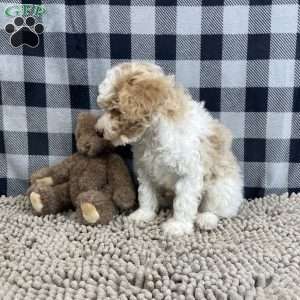Nate, Miniature Poodle Puppy