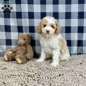 Nate, Miniature Poodle Puppy
