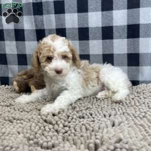 Nate, Miniature Poodle Puppy