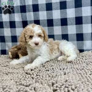Nate, Miniature Poodle Puppy