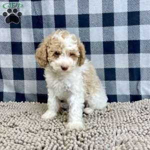 Nate, Miniature Poodle Puppy