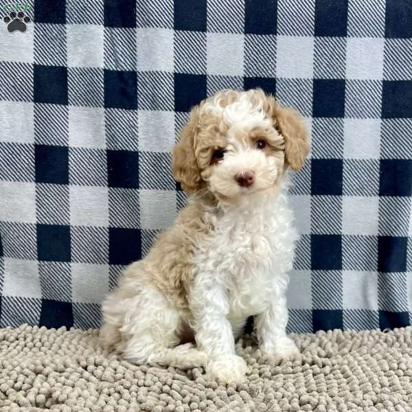 Nate, Miniature Poodle Puppy