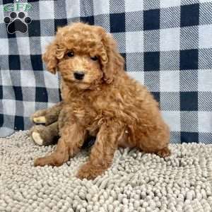 Nora, Miniature Poodle Puppy