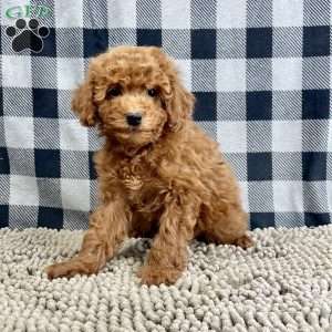 Nora, Miniature Poodle Puppy