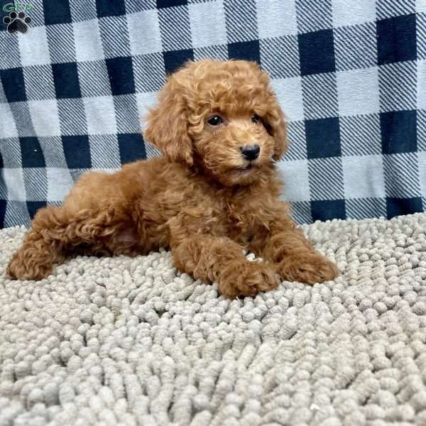 Nora, Miniature Poodle Puppy